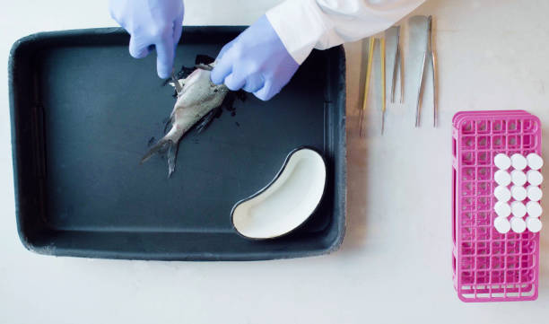 istock A biologist cutting the abdomen of the fish 1026644544
