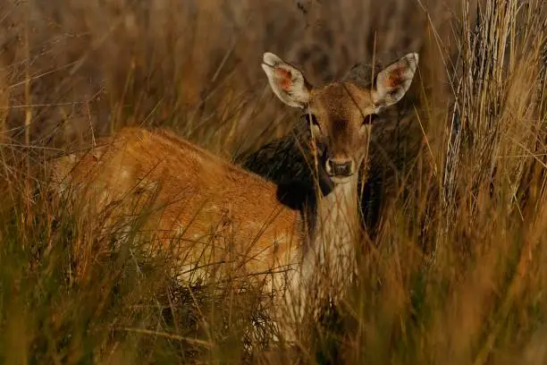 The fallow deer (Dama dama) is a ruminant mammal belonging to the family Cervidae.