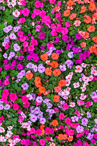 Multicolored impatiens plants blooming profusely in a summer flower garden.