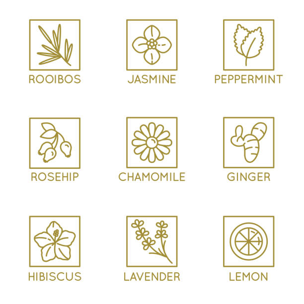 Vector set of herbal organic tea badges and icons in linear style vector art illustration