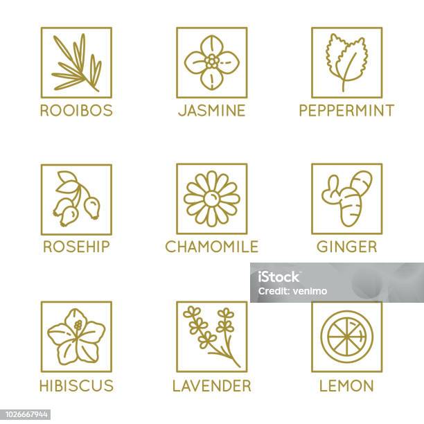 Vector Set Of Herbal Organic Tea Badges And Icons In Linear Style Stock Illustration - Download Image Now