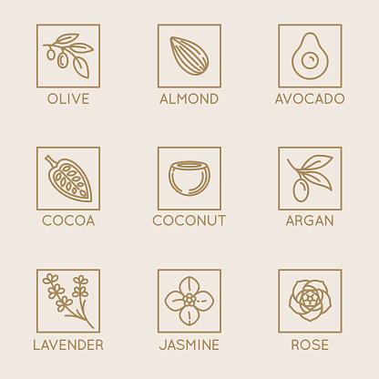 Vector set of natural ingredients and oils for cosmetics in linear style - packaging design templates and emblems - olive, almond, avocado, cocoa, coconut, argan, lavender, jasmine and rose
