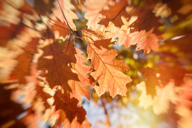istock Autumn leaf - beautiful leaves lit by sunlight in forest 1026670128
