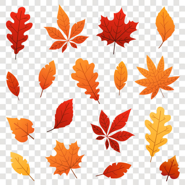 ilustraciones, imágenes clip art, dibujos animados e iconos de stock de colores otoño caen hojas, aisladas sobre fondo transparente. ilustración de vector. - fall leaves