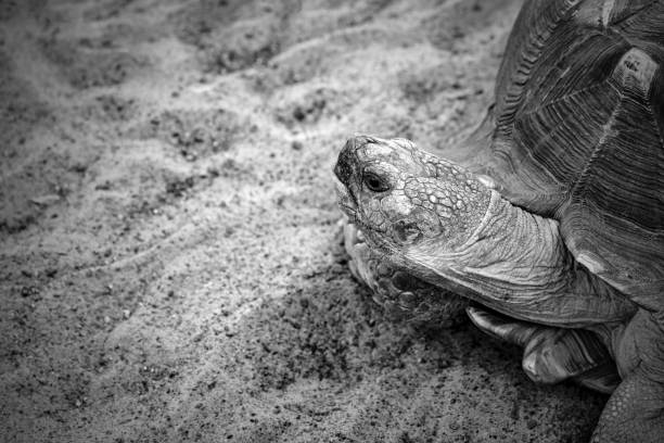 istock part of a big turtle monochrome tone 1026674634