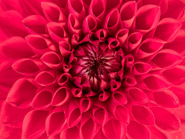 istock Red Dahlia Flower Close Up 1026674964