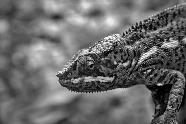 lizard chameleon monochrome tone the lizard a chameleon with corrugated skin closeup in the foreground to stand on paws and looks opened by an eye of monochrome tone chameleon photos stock pictures, royalty-free photos & images