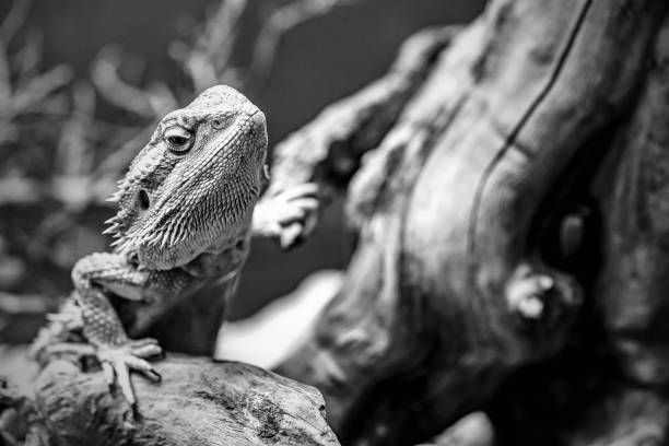 istock one lizard iguana monochrome tone 1026675674