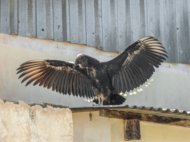 istock Black Vulture with its Wings Opened 1026679490