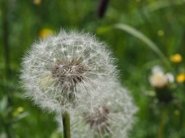 istock Dandelion in close-up - Dandelion in closeup 1026680346