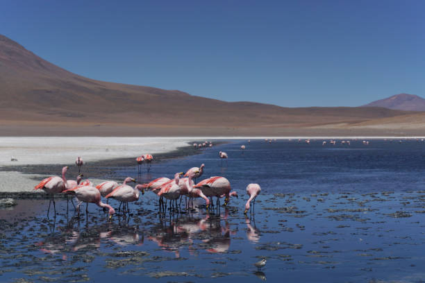 istock Bolivian flamingos 1026680548