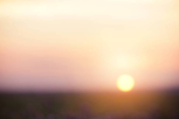 sunset in the field
