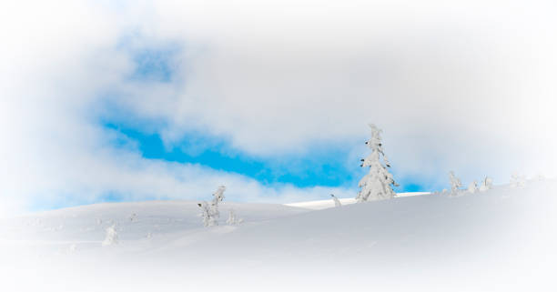 Fir trees covered in snow on Norwegian mountain