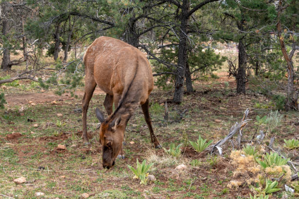 istock Grand Canyon elk, south rim 1026689344