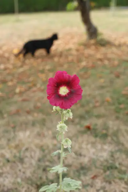 blossoms outdoor