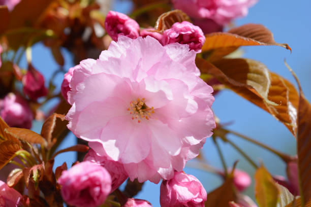 istock Japanese cherry Kanzan 1026690594