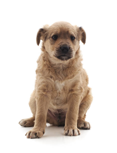 istock Little brown puppy. 1026690770