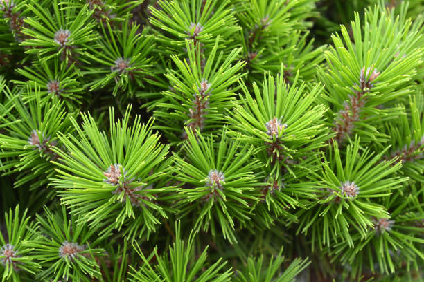 istock Japanese red pine 1026693212