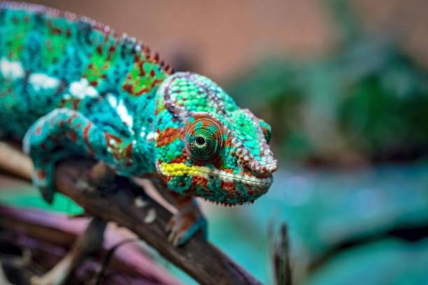 istock motley lizard a chameleon in the foreground 1026694408