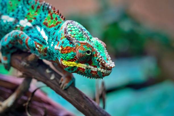 istock motley lizard a chameleon in the foreground 1026694670
