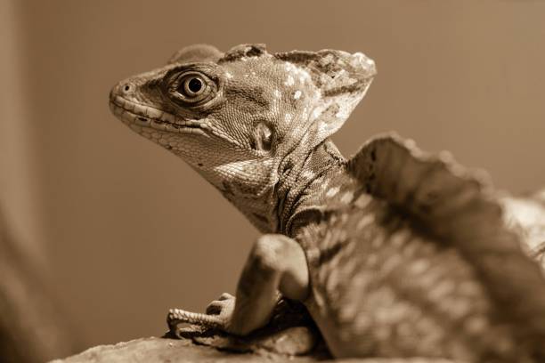 istock lizard a chameleon on a brown background sepia 1026698722