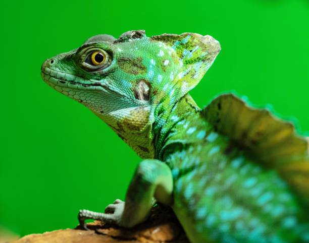 istock green a lizard a chameleon on a green background 1026701146