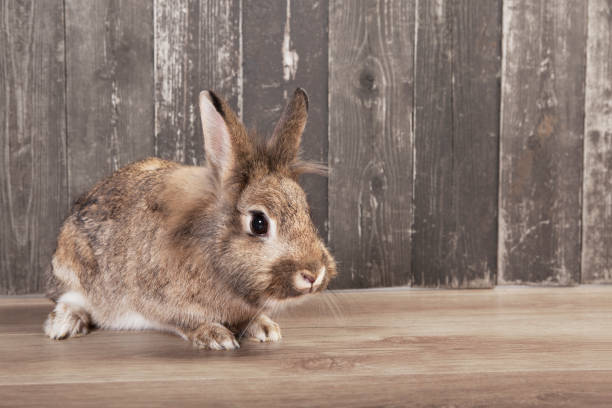 istock Rabbit in front of wood background 1026701670