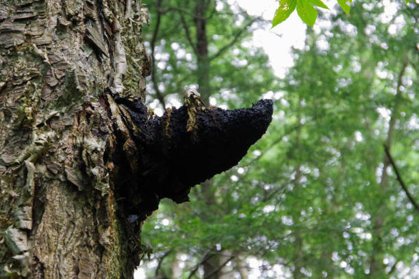 Wild Chaga Mushroom ( Inonotus obliquus ) growing on a Birch Tree in the forest stock photo