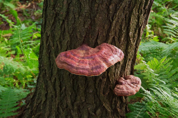 Wild Reishi Mushroom ( Ganoderma tsugae ) growing on a Hemlock Tree in the Forest stock photo