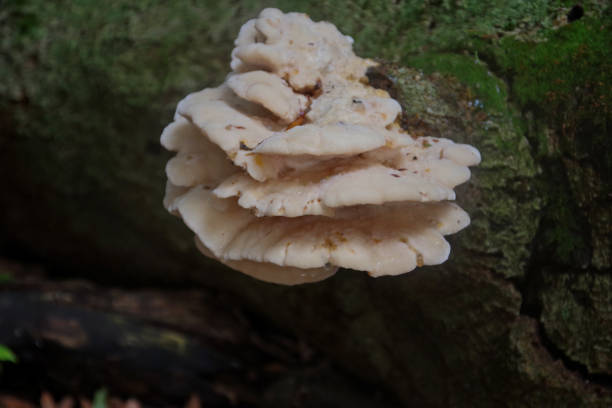 istock Wild Edible Oyster mushrooms growing on a tree in the forest 1026708820
