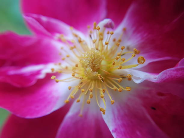 istock Flowers in Bloom - Close Up 1026708942