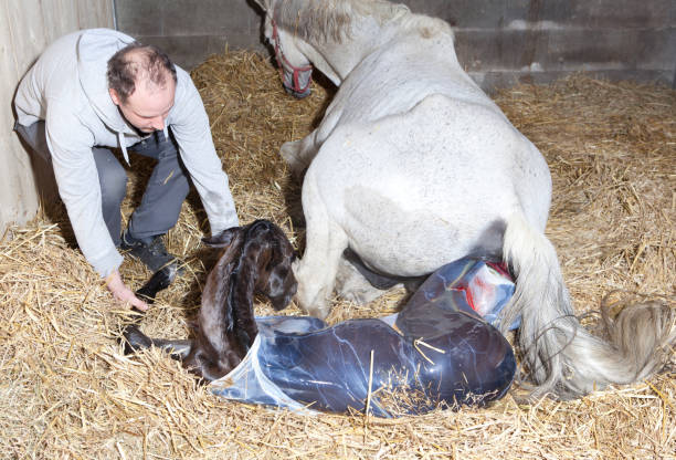 mare obstetrics A horse breeder helps the white mare to give birth to her foal in the stable filly stock pictures, royalty-free photos & images