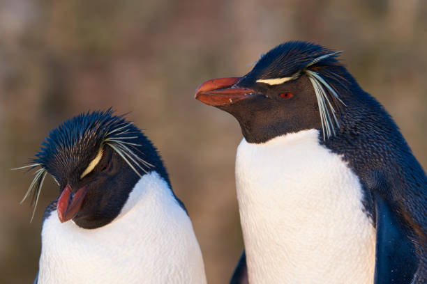 istock Rockhopper Penguins on Bleaker Island 1026712252