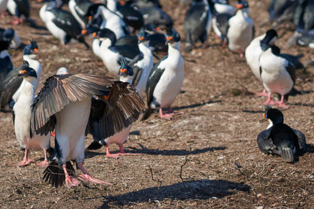 istock Imperial Shag coming in to land 1026713372
