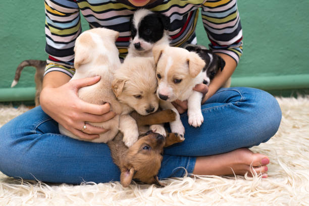 istock Happy woman playing with puppies 1026717848
