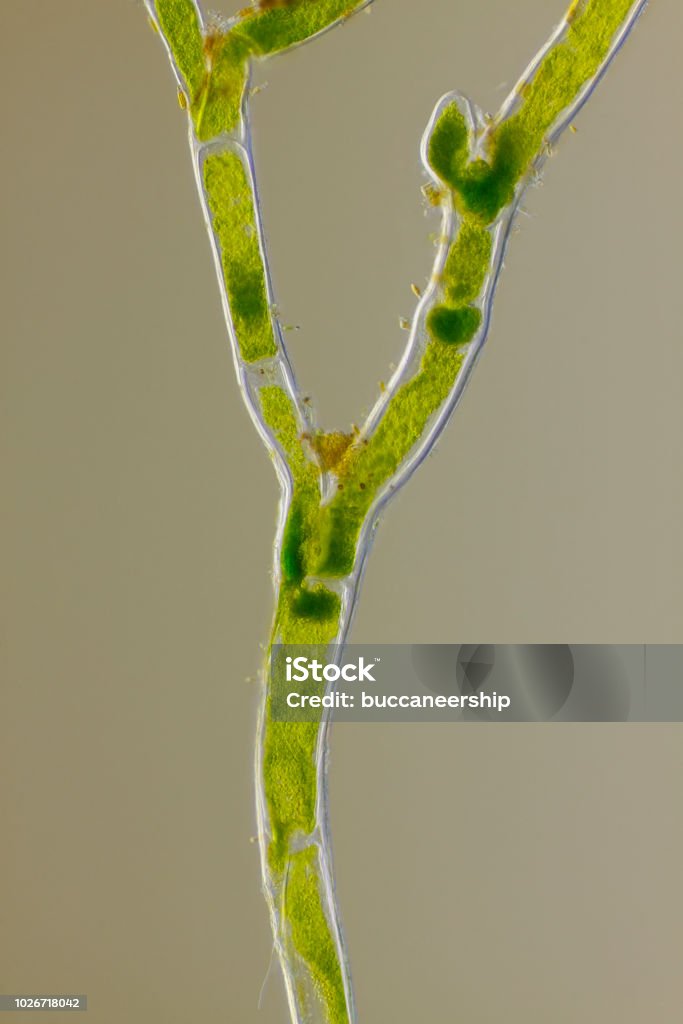 Microscopic view of green algae (Cladophora) forked branch Microscopic view of green algae (Cladophora) forked branch. Oblique Rheinberg illumination. Algae Stock Photo