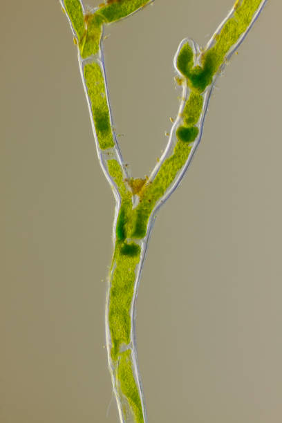 Microscopic view of green algae (Cladophora) forked branch Microscopic view of green algae (Cladophora) forked branch. Oblique Rheinberg illumination. rheinberg illumination stock pictures, royalty-free photos & images