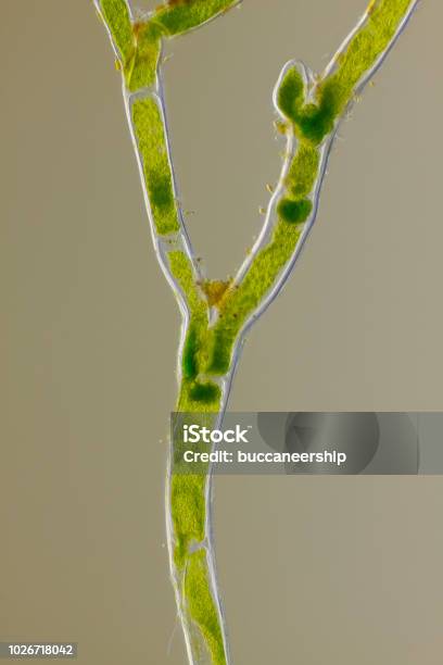 Microscopic View Of Green Algae Forked Branch Stock Photo - Download Image Now