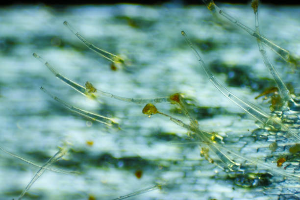 istock Microscopic view of Garden geranium (Pelargonium x hortorum) trichomes (hairs) 1026718094