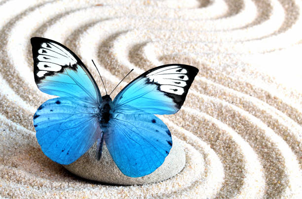 Sand, blue butterfly and spa stone in zen garden. Spa concept.