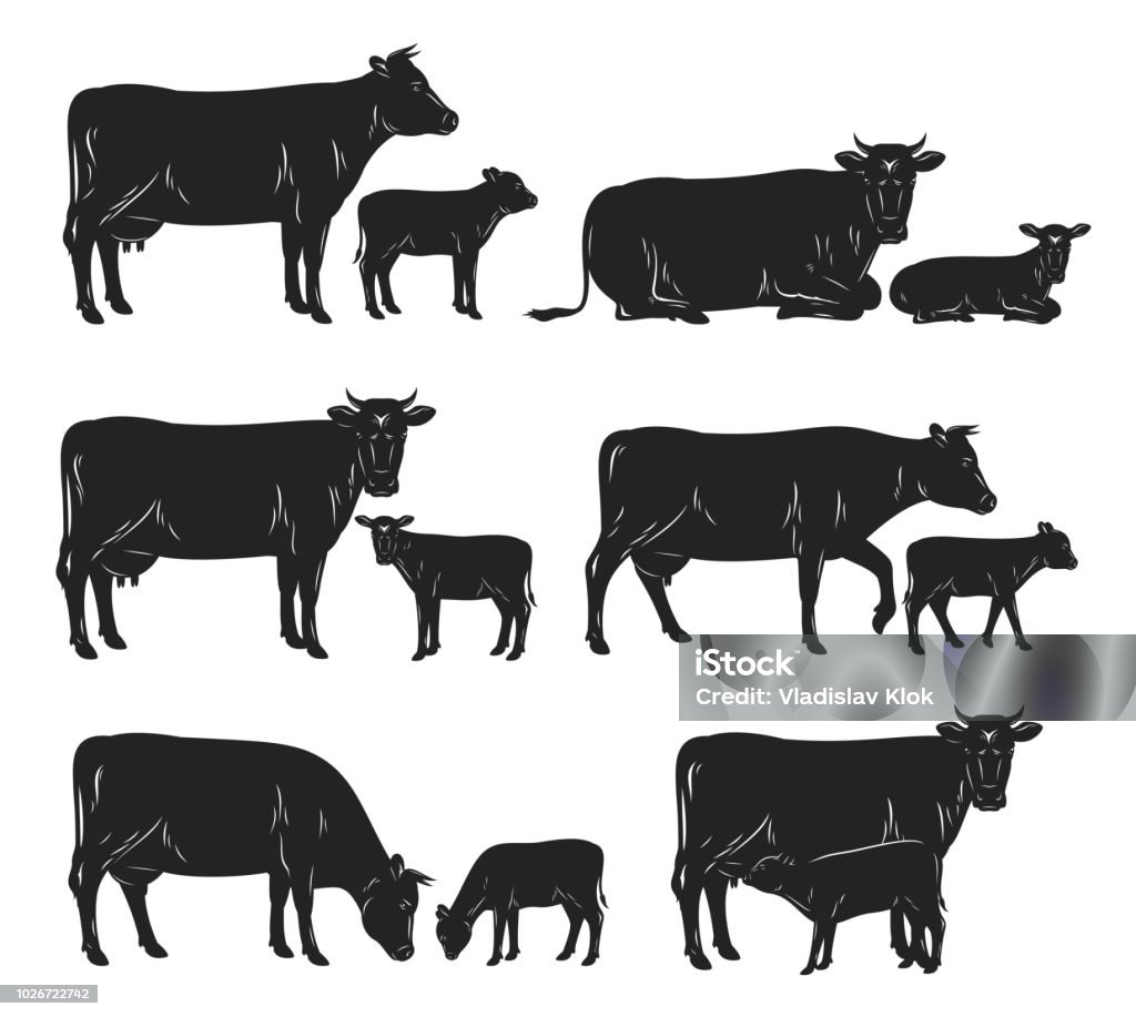 Vector cow and calf black silhouettes Vector cow and calf silhouettes in different poses isolated on white for farms, groceries, packaging and branding. Calf stock vector