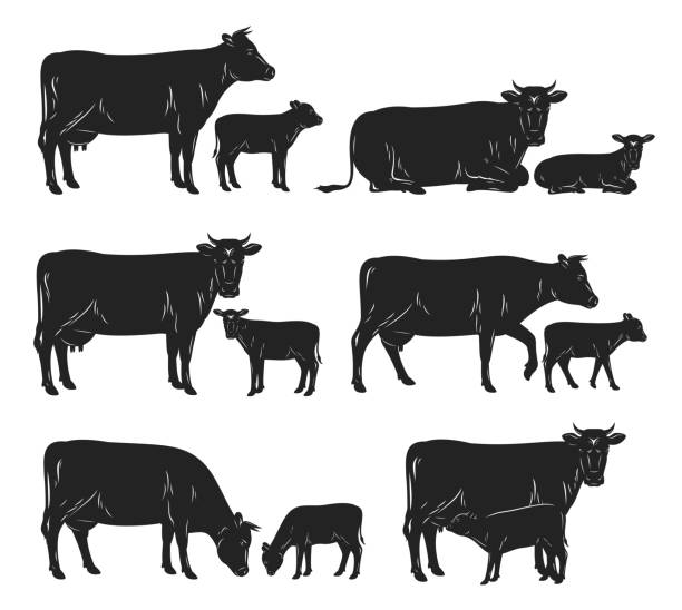 Vector cow and calf black silhouettes Vector cow and calf silhouettes in different poses isolated on white for farms, groceries, packaging and branding. calf stock illustrations