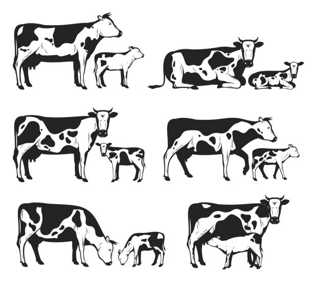 Vector holstein cows and calves collection Vector holstein cows and calves in different poses isolated on white for farms, groceries, packaging and branding. pics of the holstein cow stock illustrations