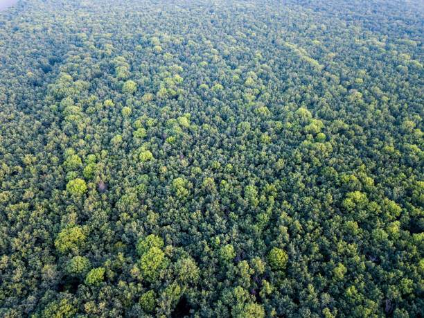 istock Panoramic view from drone to forest plantation. Texture of trees background. 1026729074