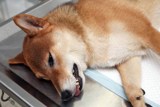 Dog anesthesia with veterinary treatment. Sick Shiba inu in the veterinary clinic. Anesthetic Shiba inu dog laying on the operating table. stock photo
