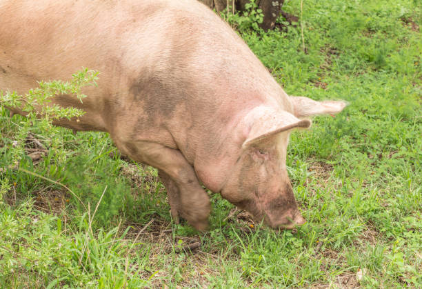 pig digging in grassy soil - pig rooting for food - vacinate imagens e fotografias de stock
