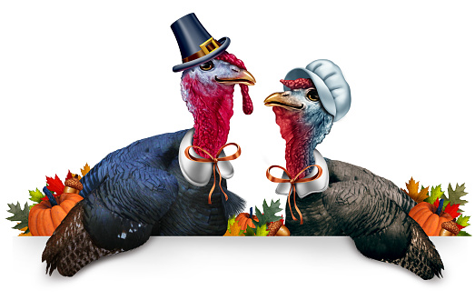 Thanksgiving blank banner celebration as a sign with a turkey tom or gobbler and a hen and  each wearing a pilgrim hat and garment as an autumn seasonal symbol with 3D illustration elements.