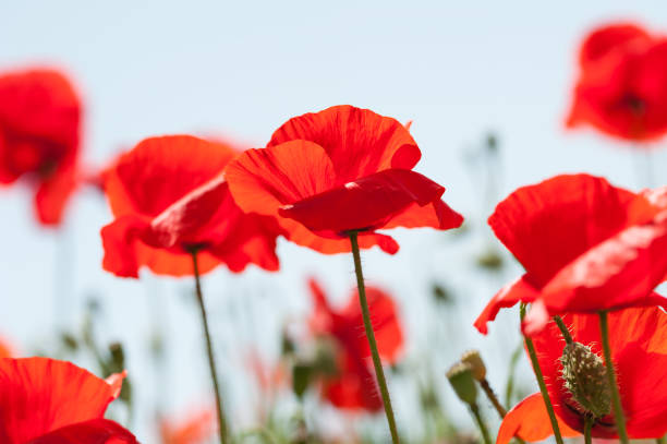 fleurs de pavot rouge contre le ciel. - flower red poppy sky photos et images de collection