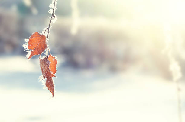 istock Hoarfrost on the leaves in winter forest. 1026735728