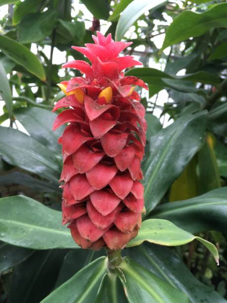 istock Visiting the Royal Botanical Garden in Edinburgh Scotland 1026744540
